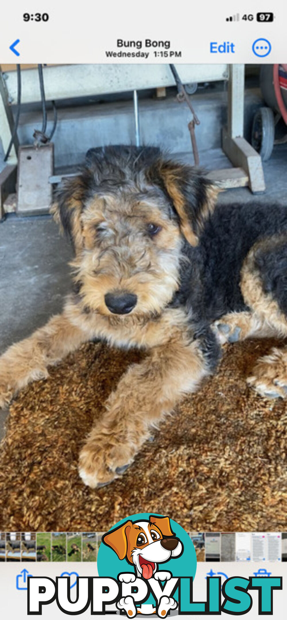 AIREDALE TERRIER PUPPIES