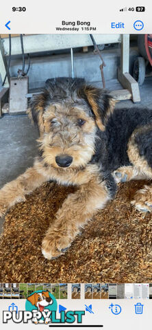 AIREDALE TERRIER PUPPIES