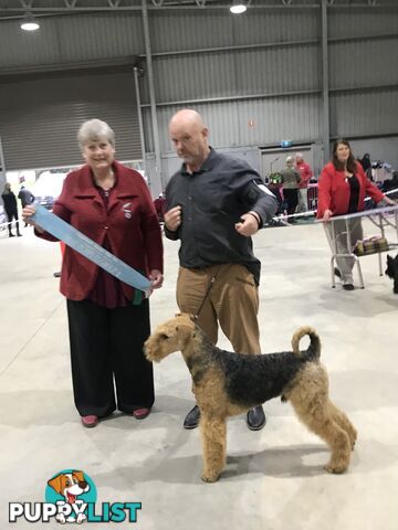 AIREDALE TERRIER PUPPIES