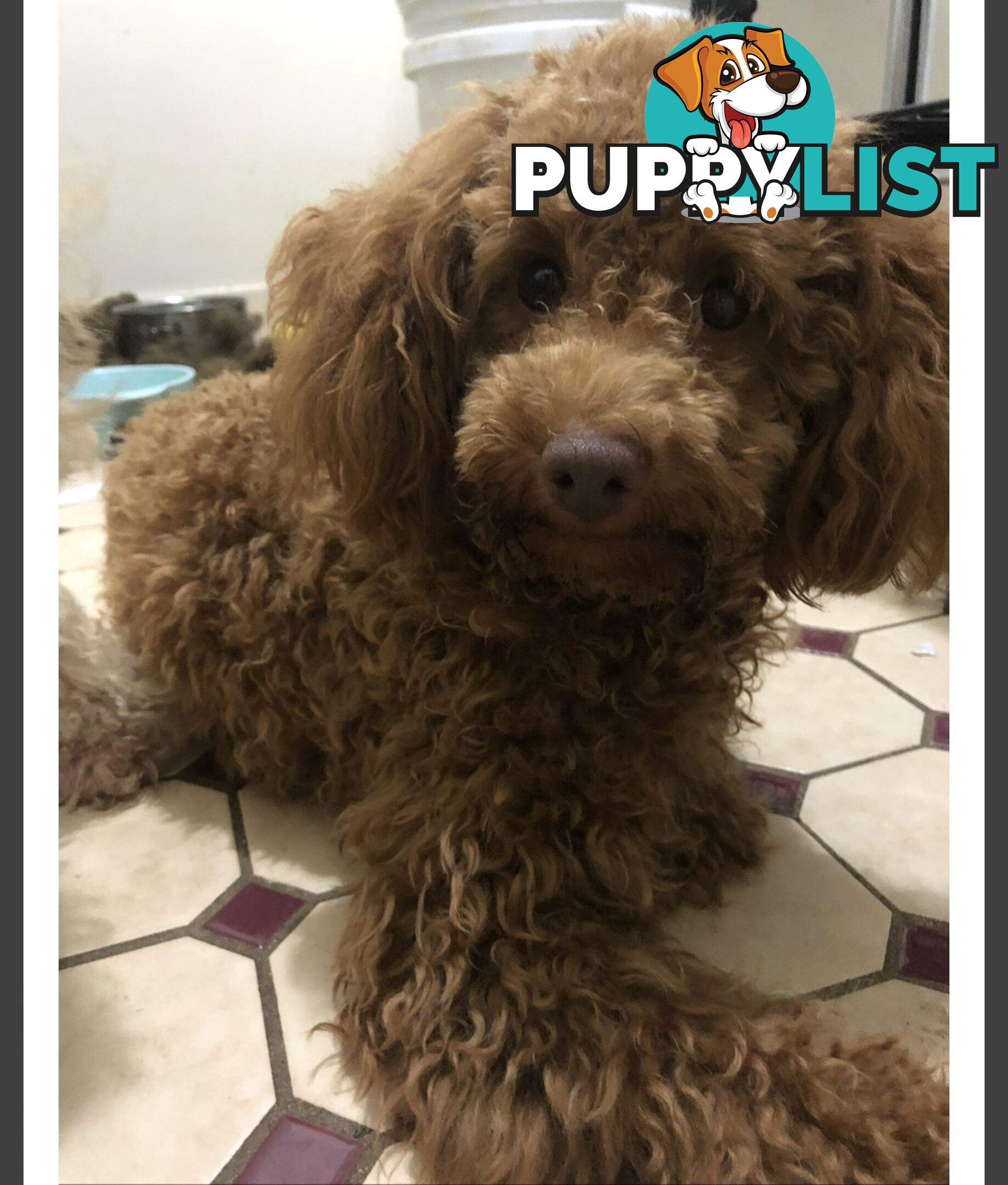 THREE EXCELLENT STUD TOY POODLES EXPERIENCED DNA CLEAR.  Many stunning litters