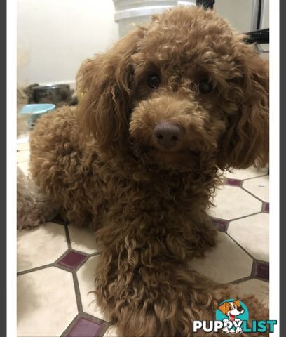 THREE EXCELLENT STUD TOY POODLES EXPERIENCED DNA CLEAR.  Many stunning litters