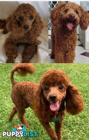 THREE EXCELLENT STUD TOY POODLES EXPERIENCED DNA CLEAR.  Many stunning litters