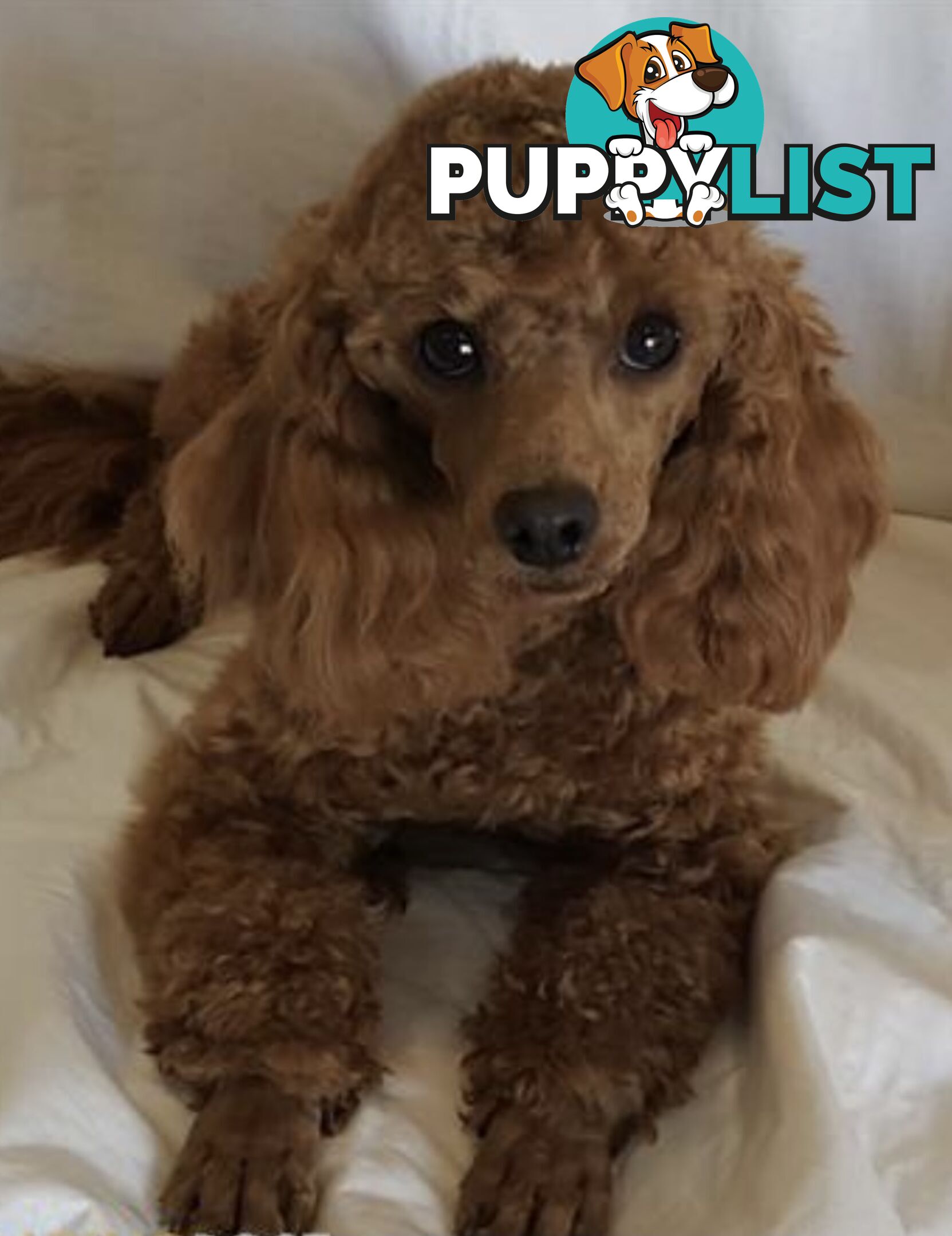 THREE EXCELLENT STUD TOY POODLES EXPERIENCED DNA CLEAR.  Many stunning litters