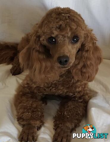 THREE EXCELLENT STUD TOY POODLES EXPERIENCED DNA CLEAR.  Many stunning litters