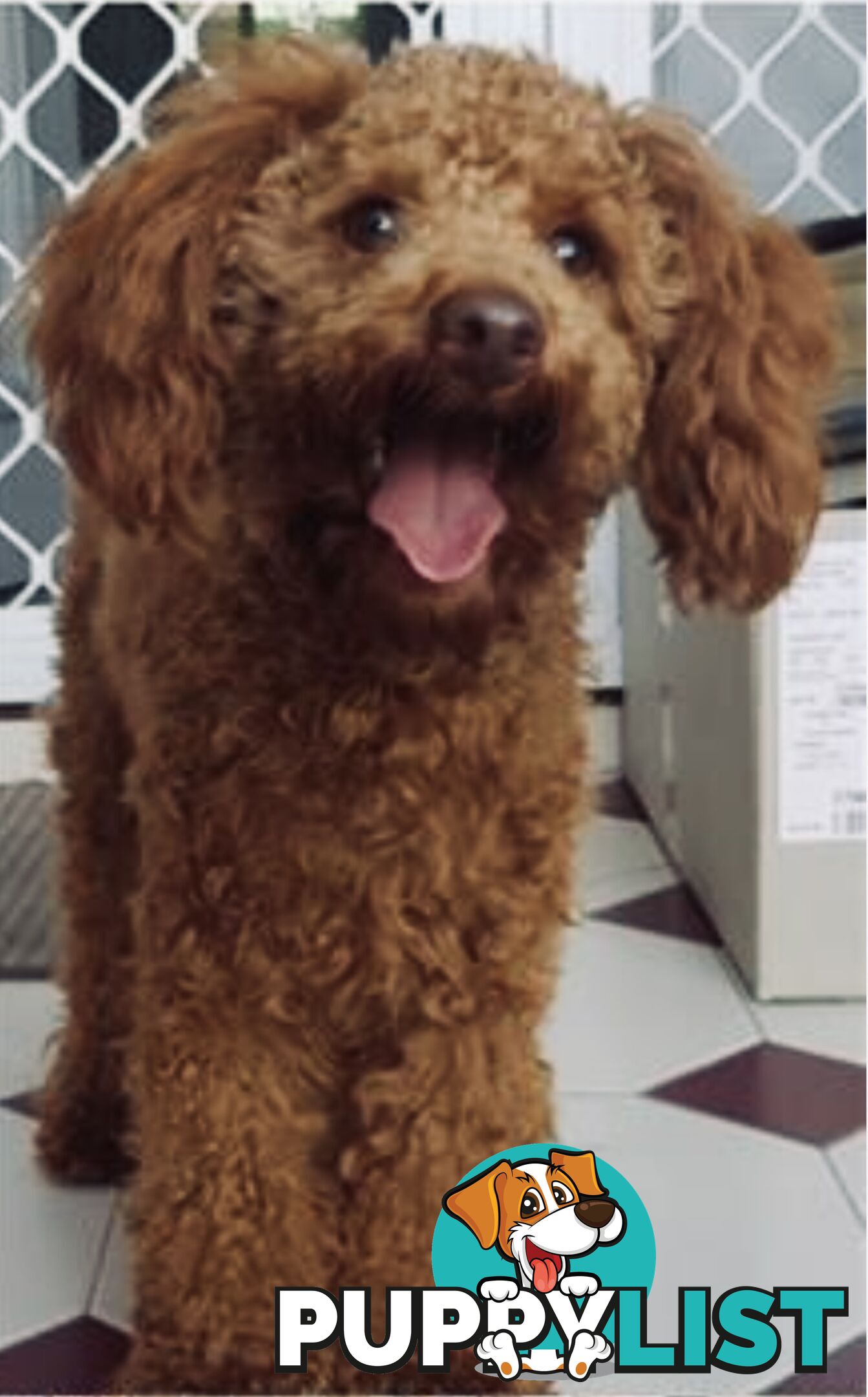 THREE EXCELLENT STUD TOY POODLES EXPERIENCED DNA CLEAR.  Many stunning litters