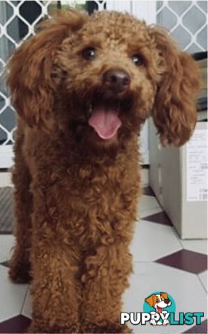 THREE EXCELLENT STUD TOY POODLES EXPERIENCED DNA CLEAR.  Many stunning litters