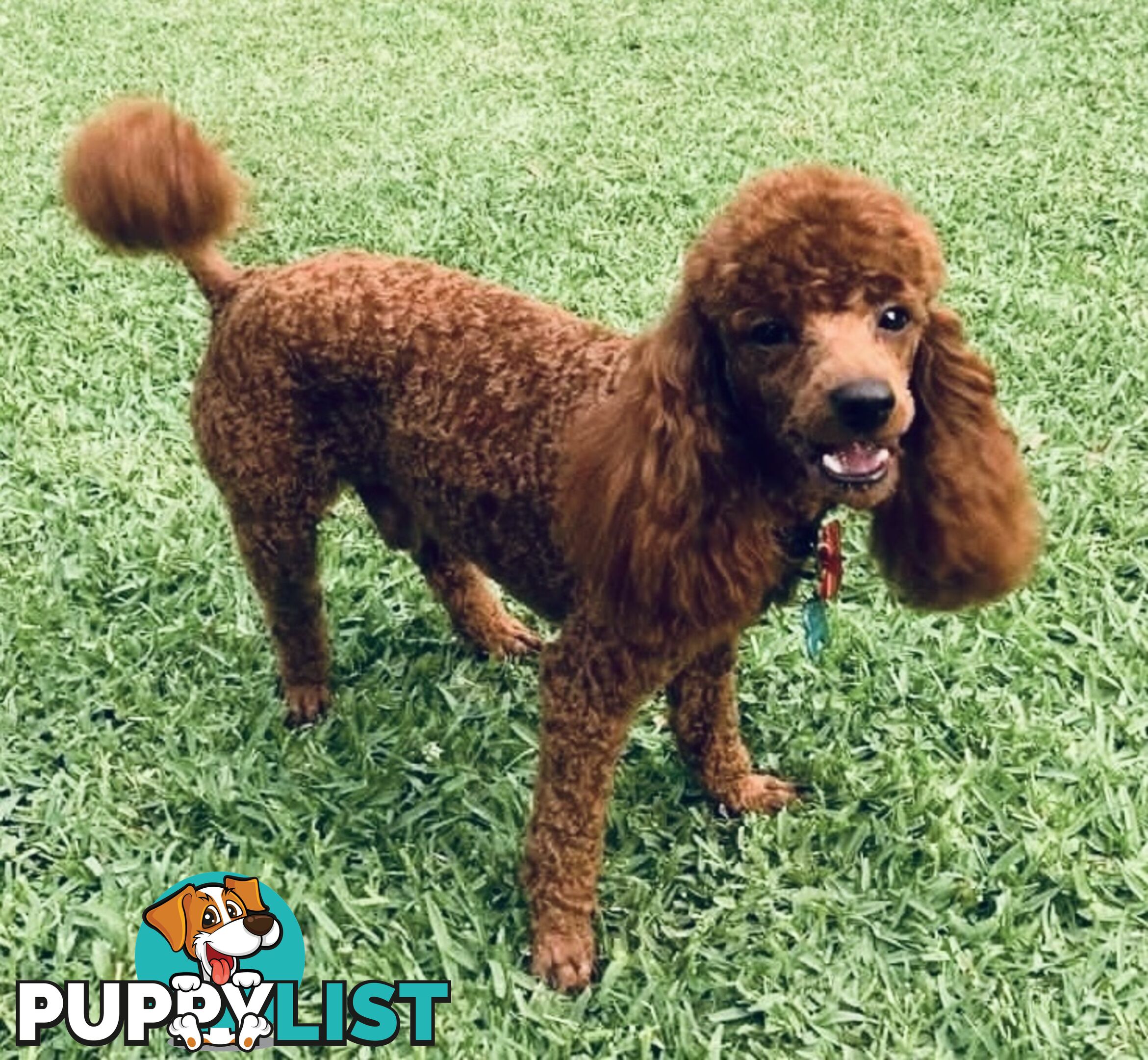 THREE EXCELLENT STUD TOY POODLES EXPERIENCED DNA CLEAR.  Many stunning litters