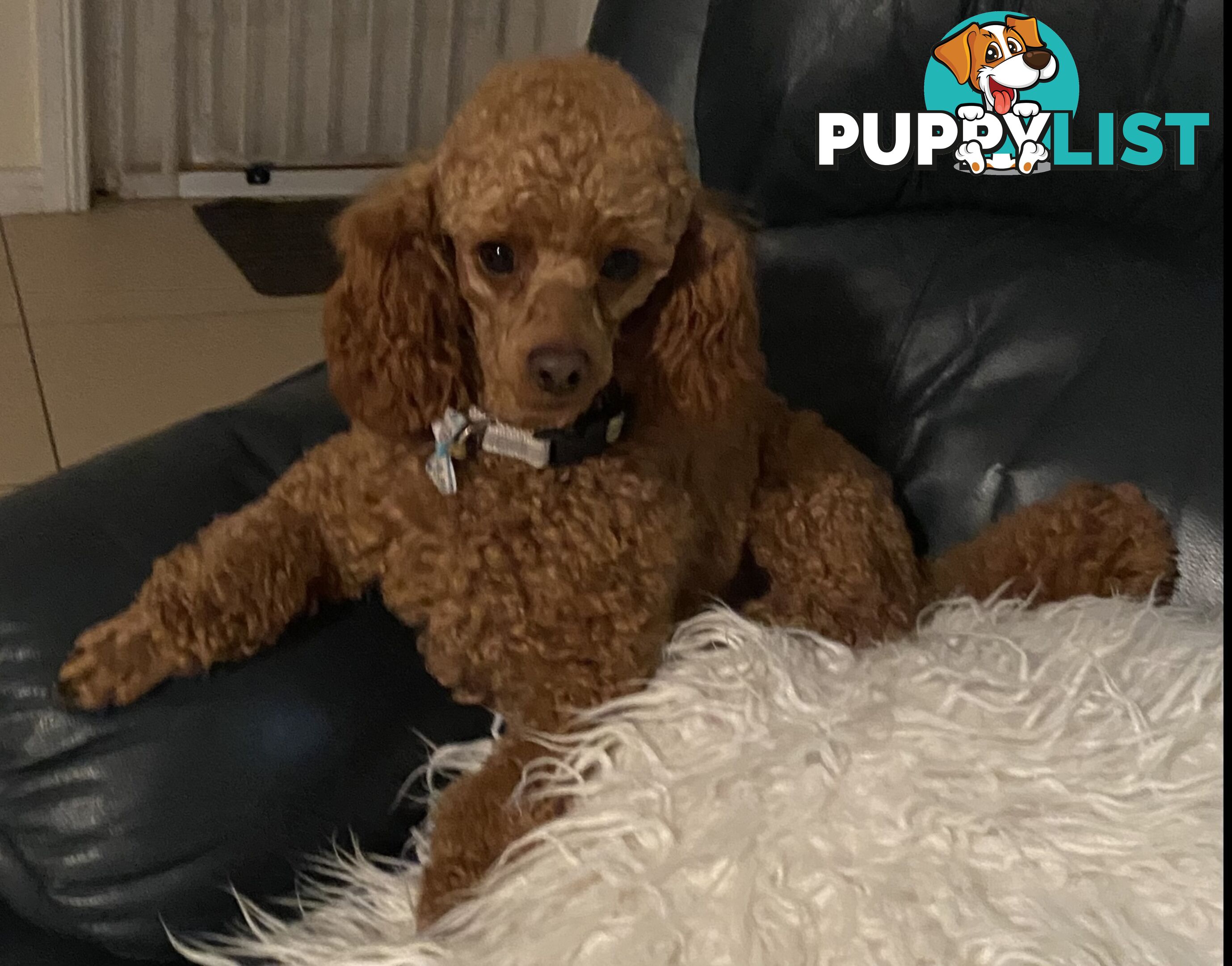 THREE EXCELLENT STUD TOY POODLES EXPERIENCED DNA CLEAR.  Many stunning litters