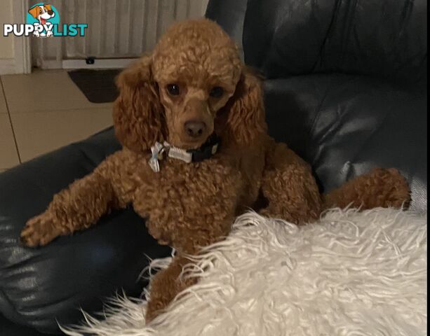 THREE EXCELLENT STUD TOY POODLES EXPERIENCED DNA CLEAR.  Many stunning litters