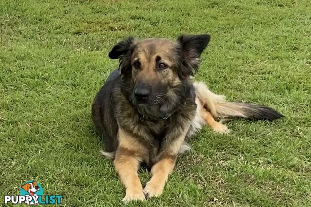 German Shepherd x Belgian Shepherd Pups