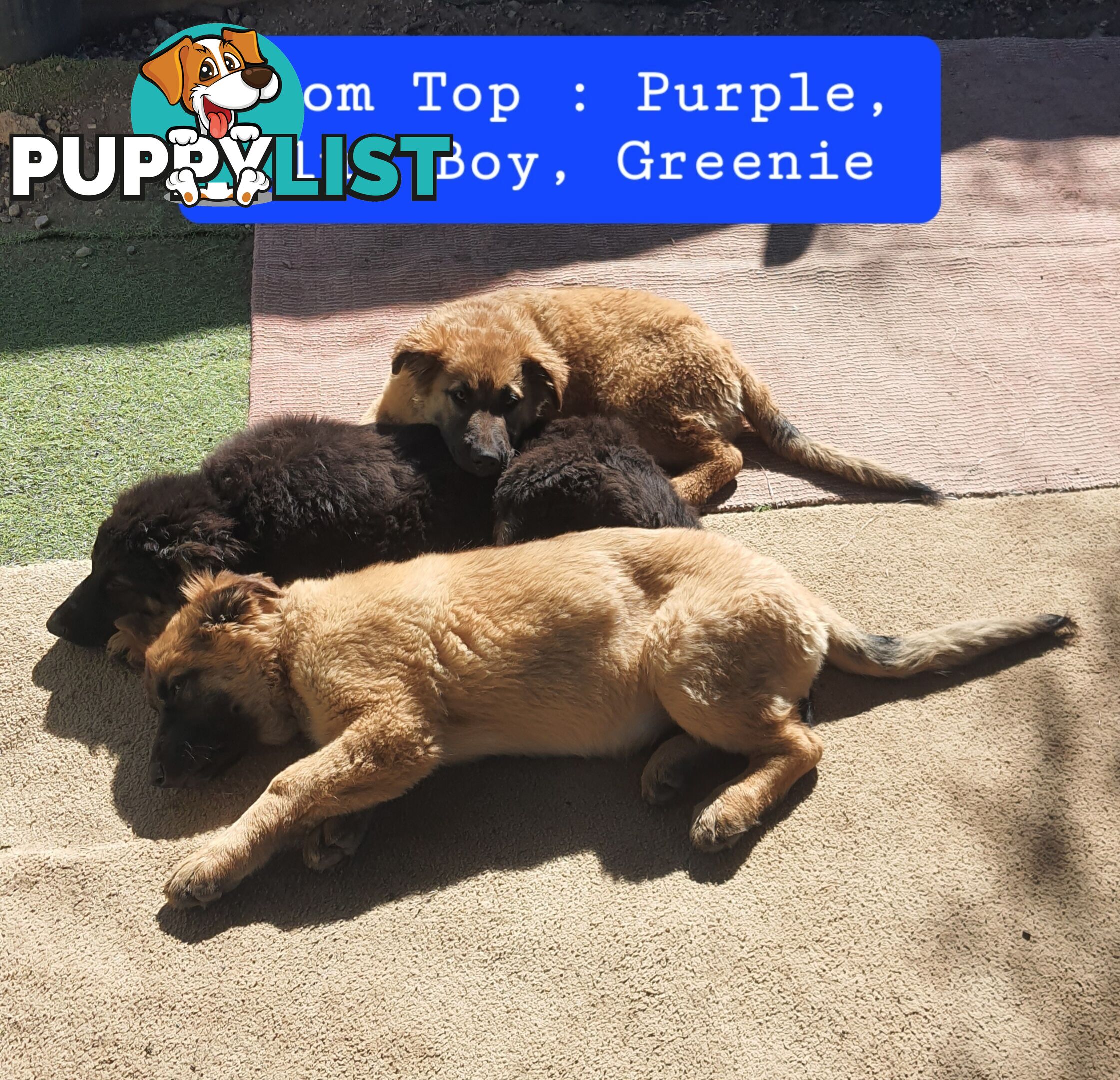 German Shepherd x Belgian Shepherd Pups