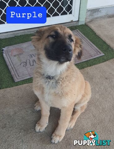 German Shepherd x Belgian Shepherd Pups