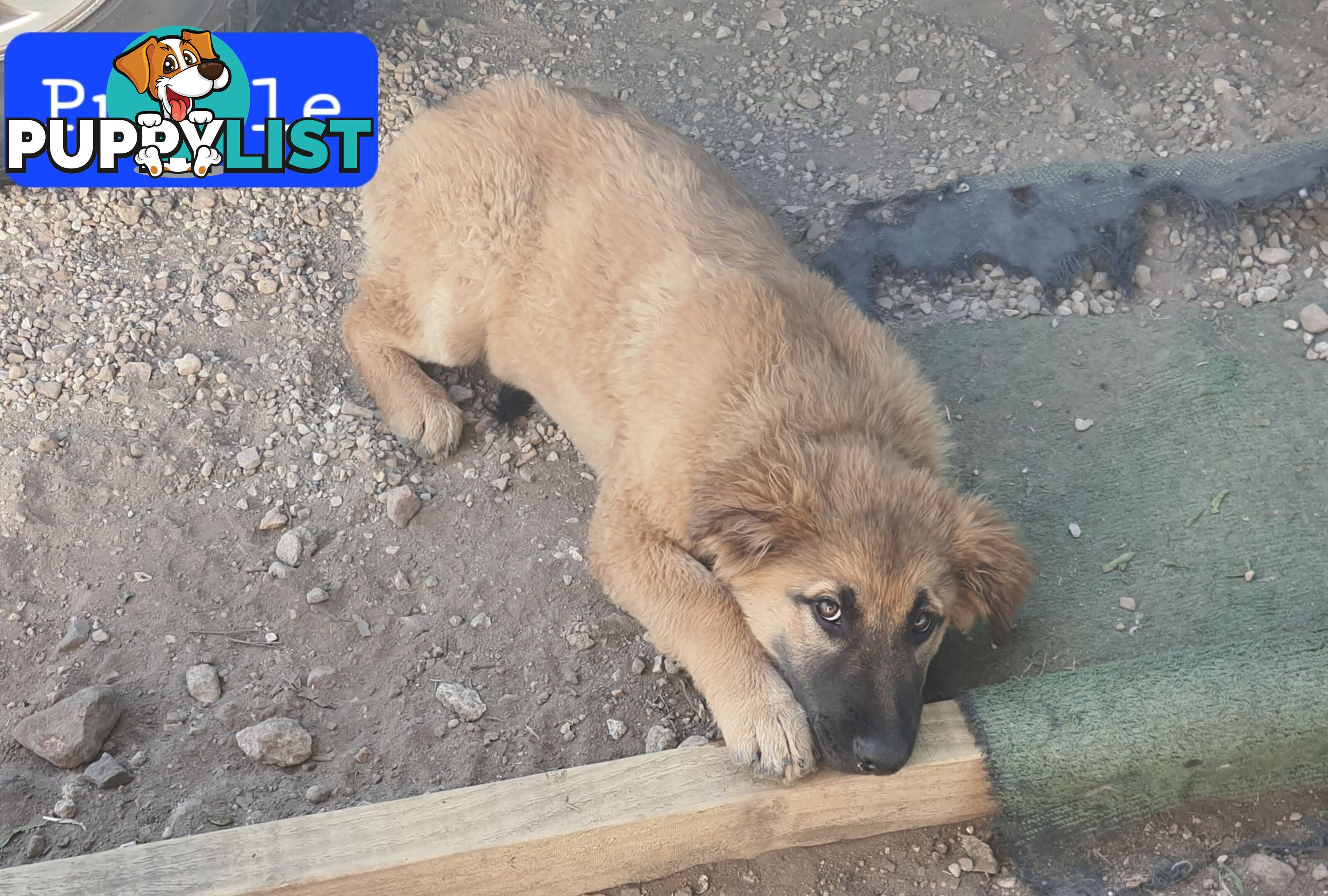 German Shepherd x Belgian Shepherd Pups