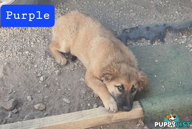 German Shepherd x Belgian Shepherd Pups