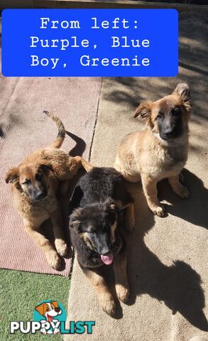 German Shepherd x Belgian Shepherd Pups