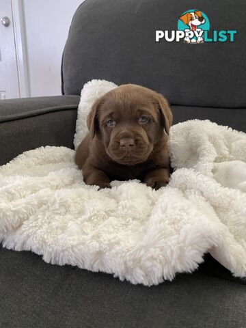 Labrador puppies