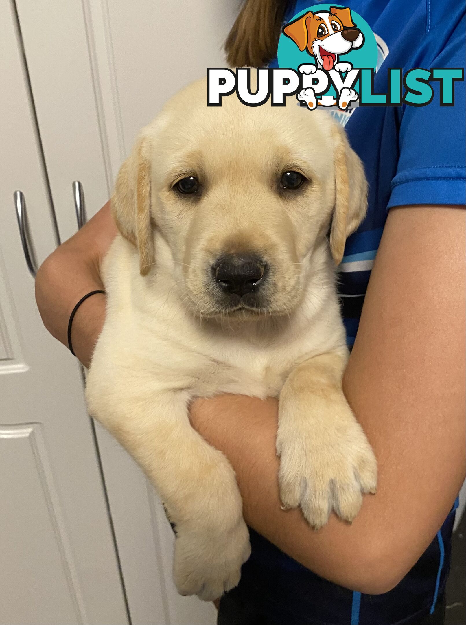 Labrador puppies