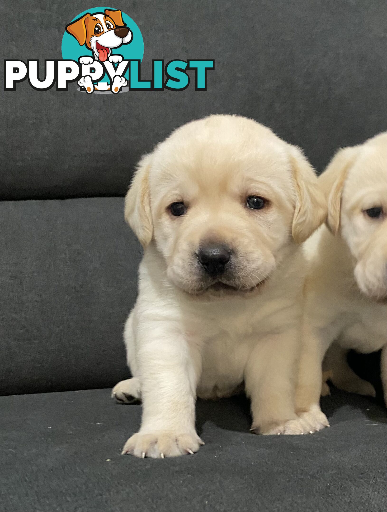 Labrador puppies