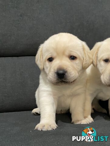 Labrador puppies