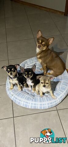 Pure-bred Chihuahua Applehead puppies