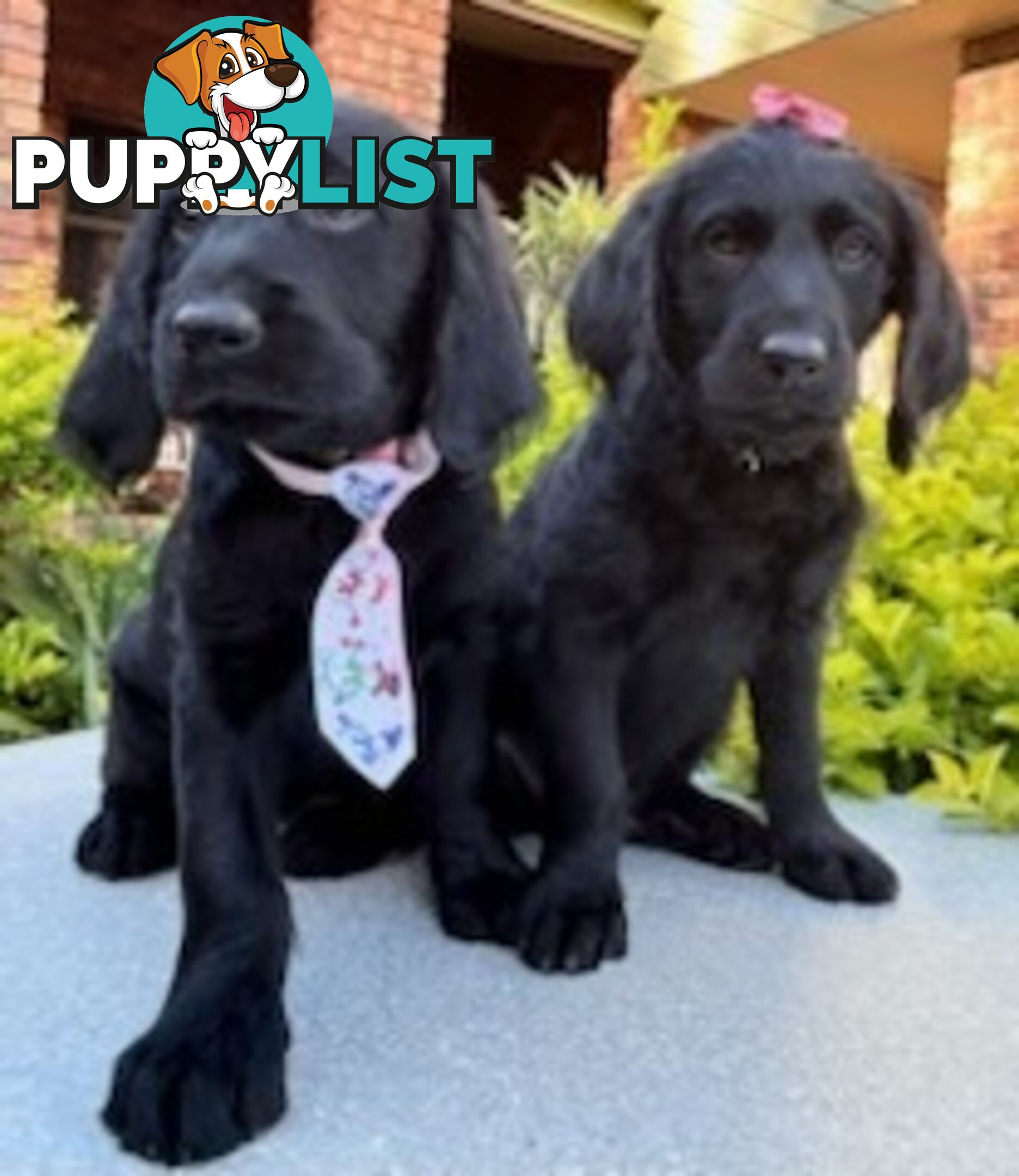 Labradoodle Puppies