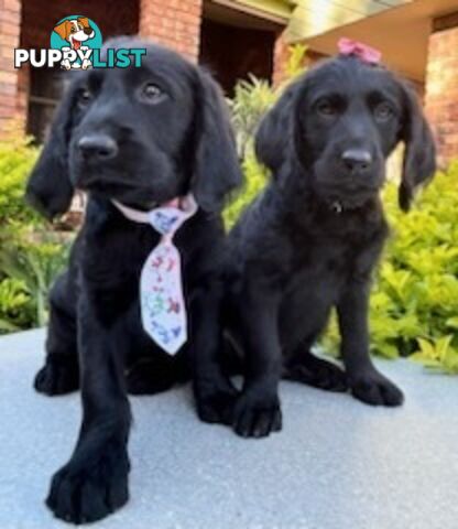 Labradoodle Puppies