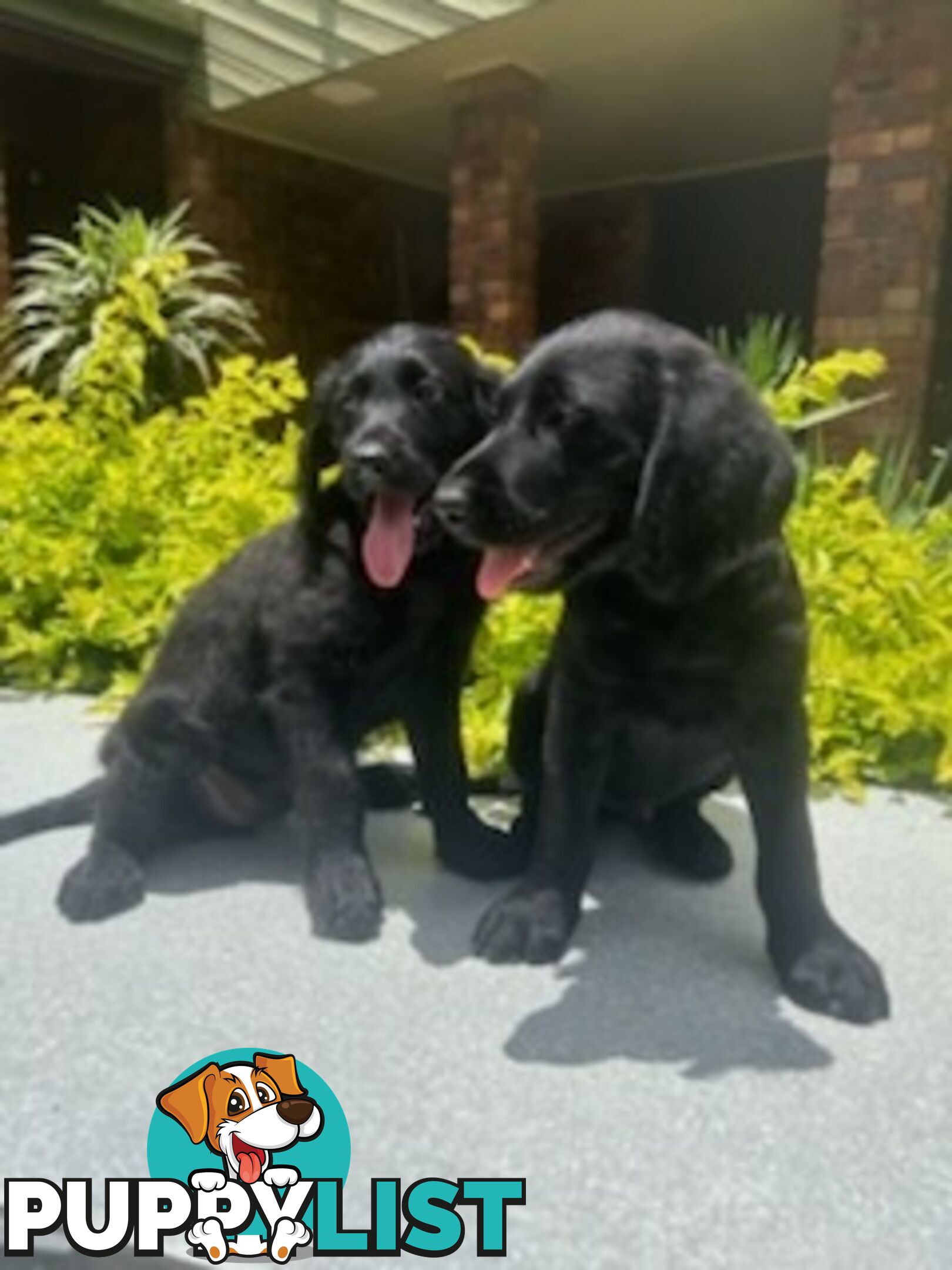 Labradoodle Puppies