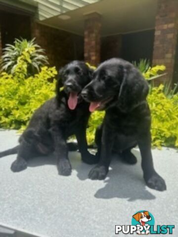 Labradoodle Puppies