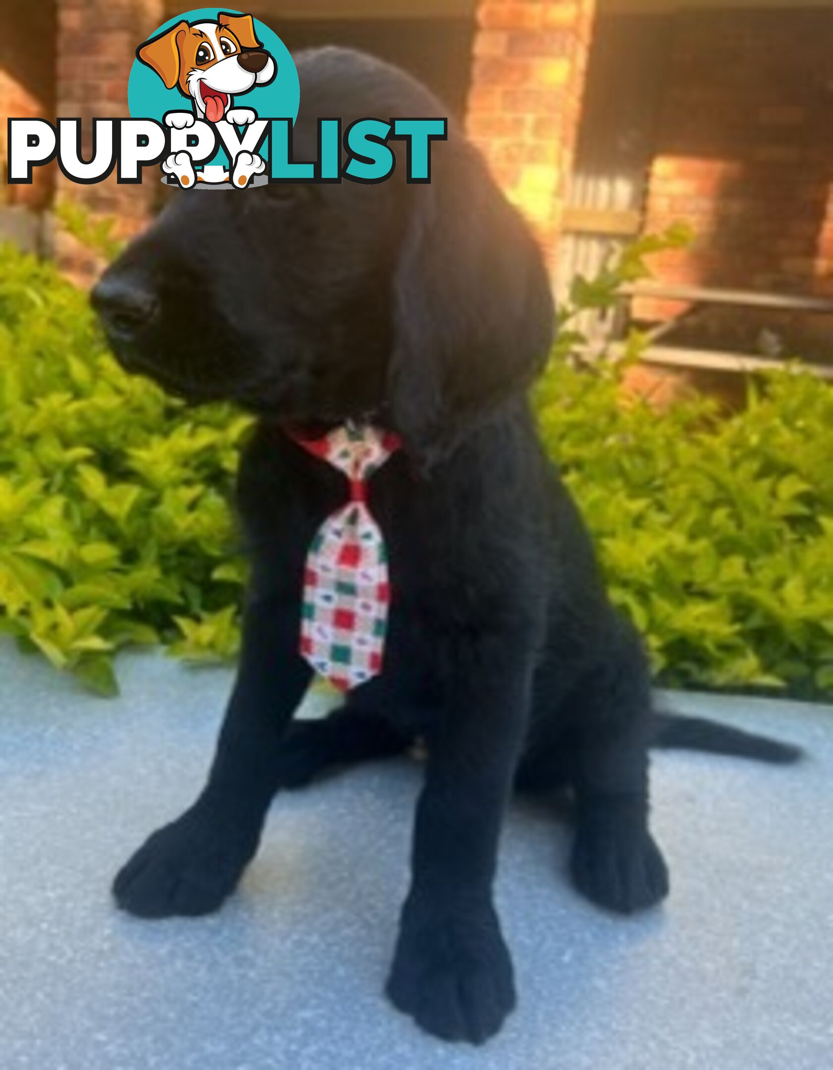 Labradoodle Puppies