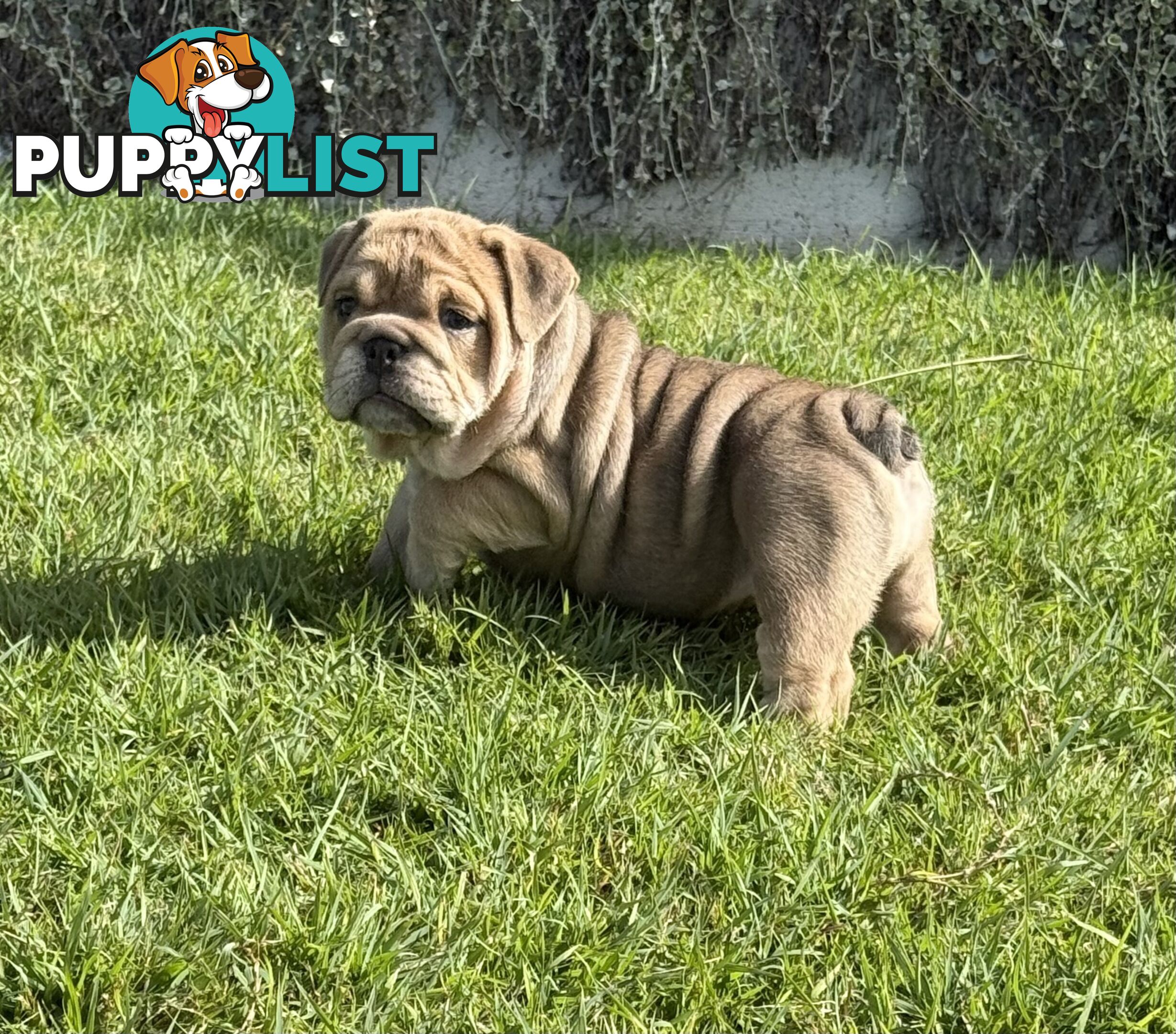 British Bulldog Puppies