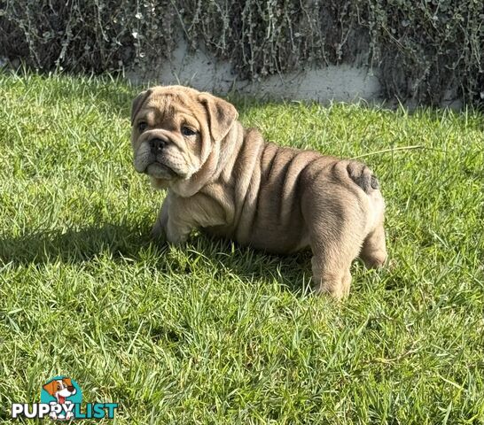 British Bulldog Puppies