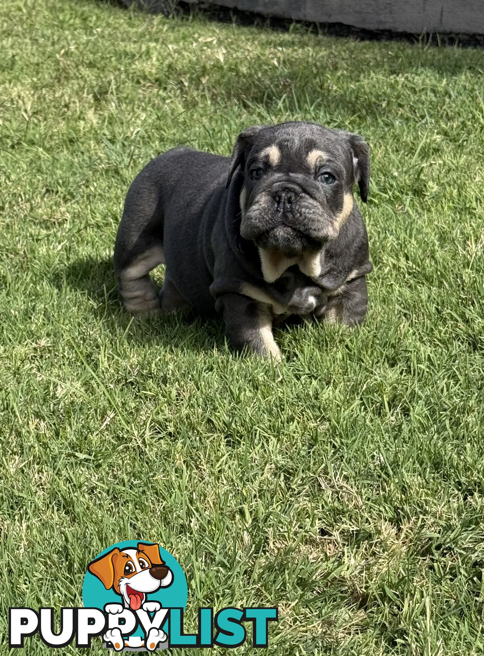 British Bulldog Puppies