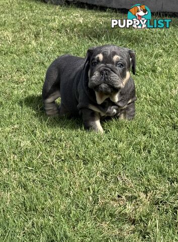 British Bulldog Puppies