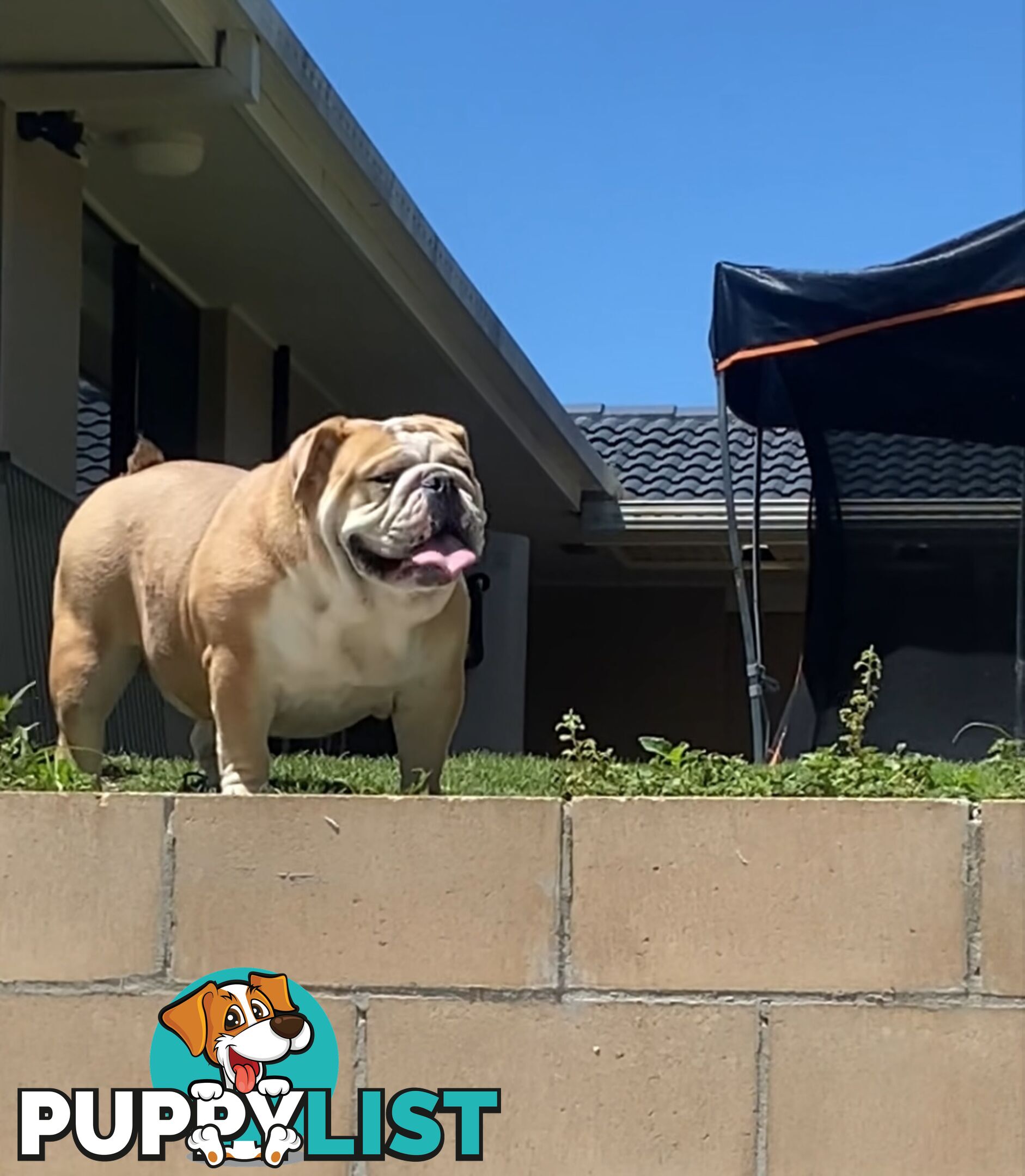 British Bulldog Puppies