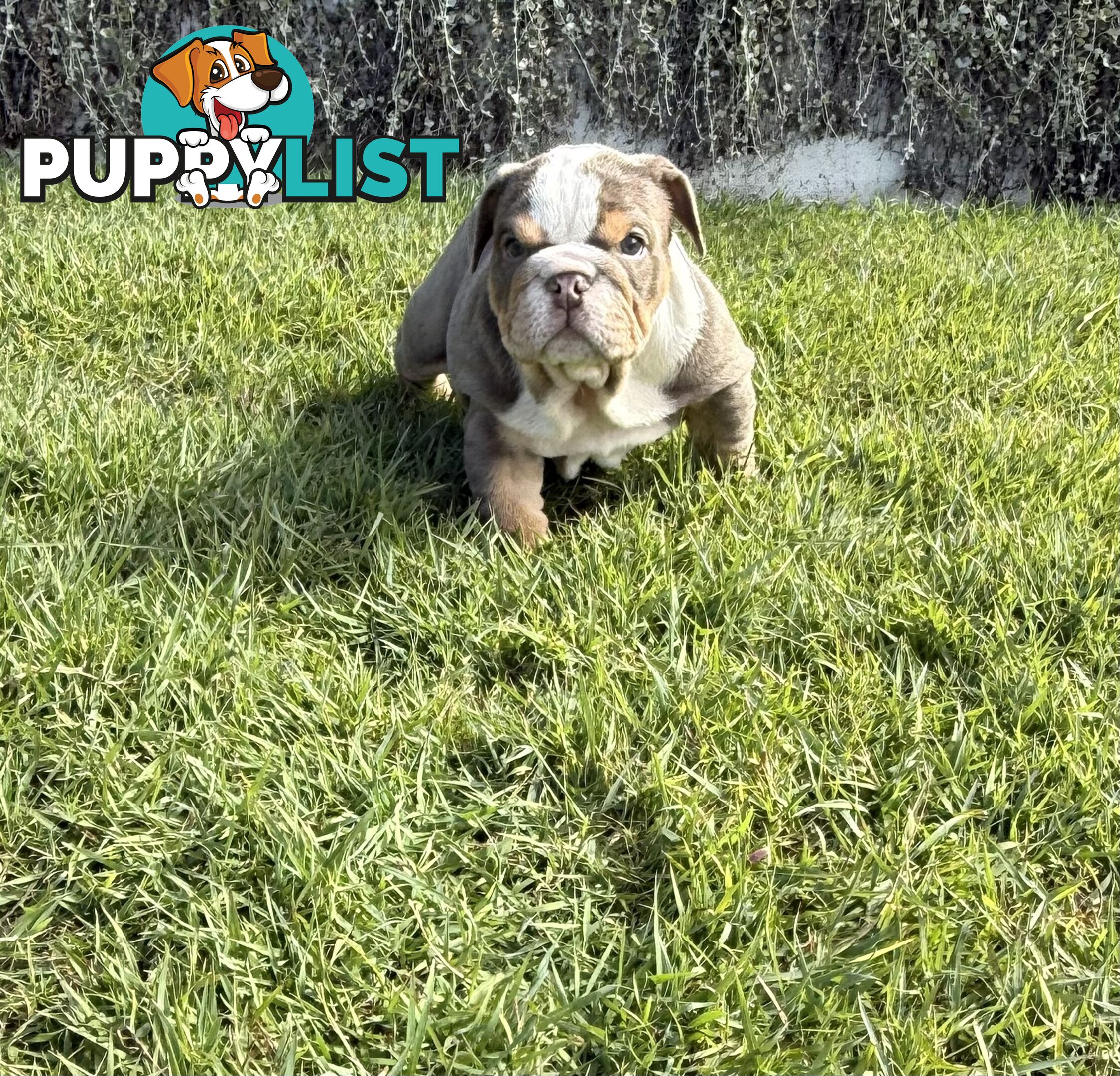 British Bulldog Puppies