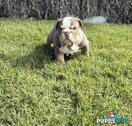 British Bulldog Puppies