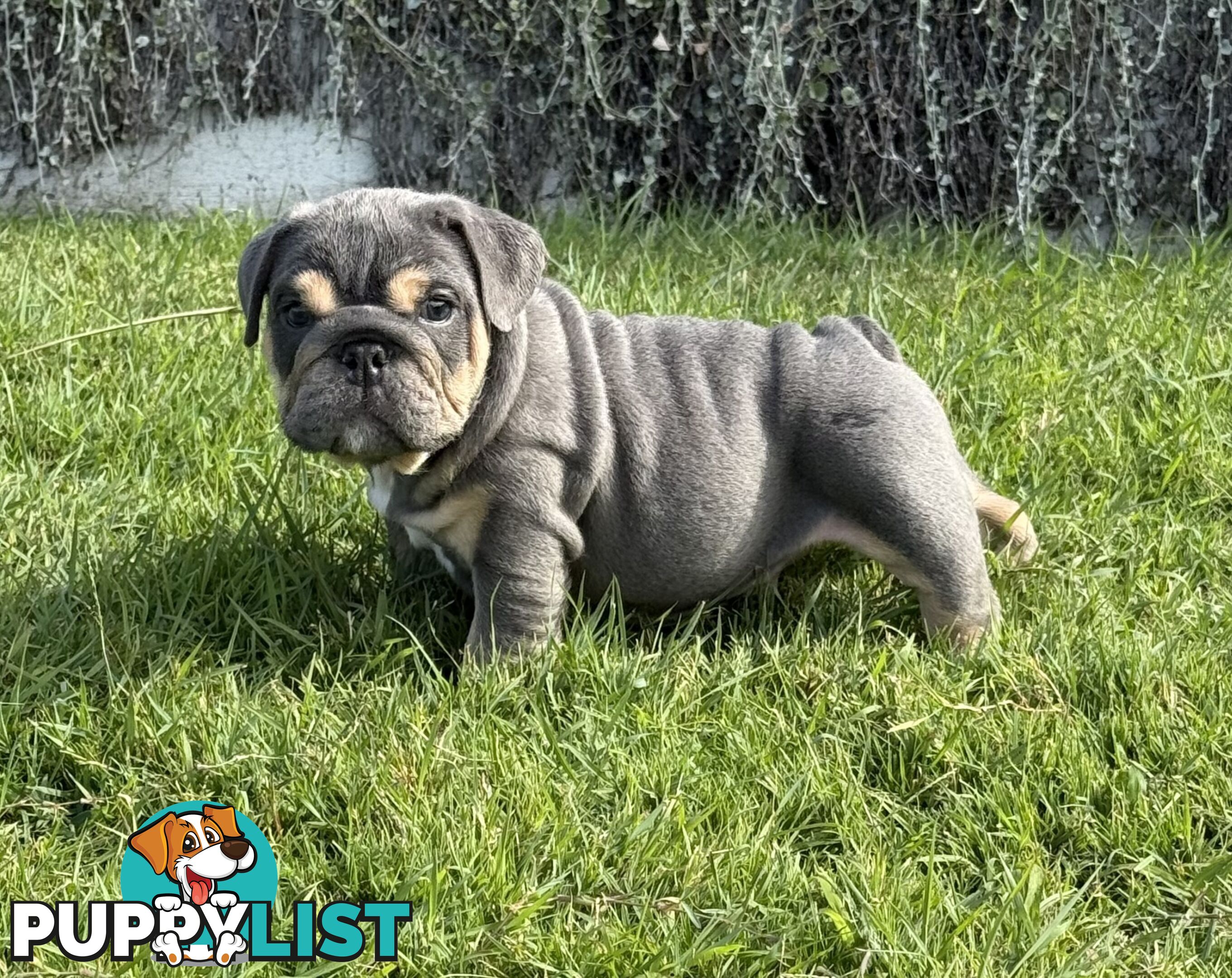 British Bulldog Puppies