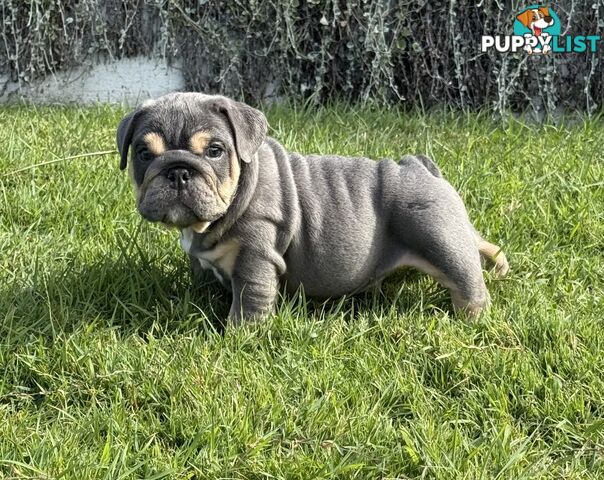 British Bulldog Puppies