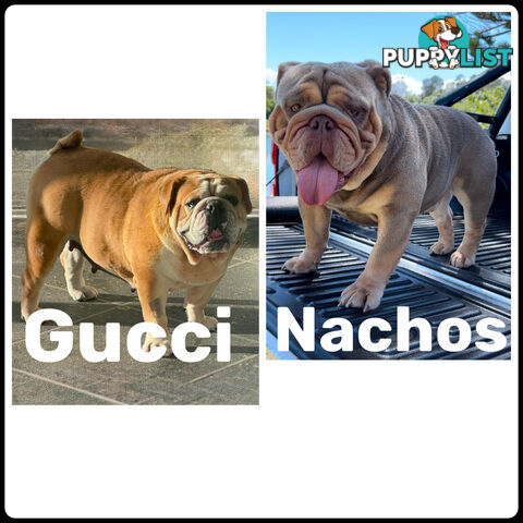 British Bulldog Puppies