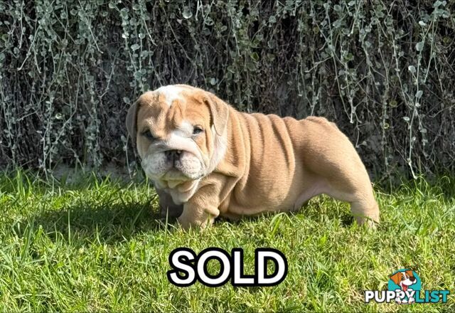 British Bulldog Puppies