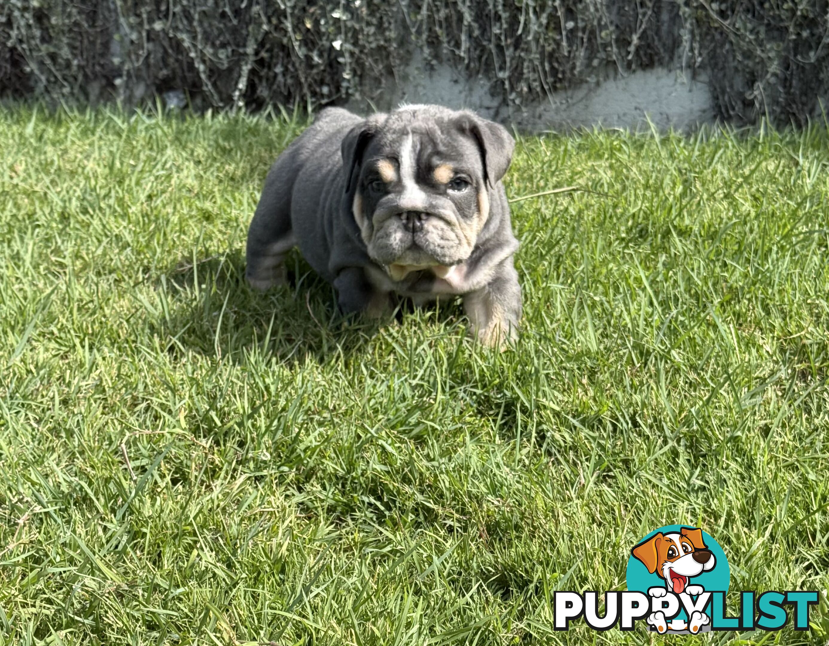 British Bulldog Puppies