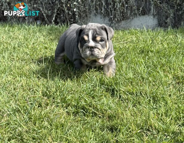 British Bulldog Puppies