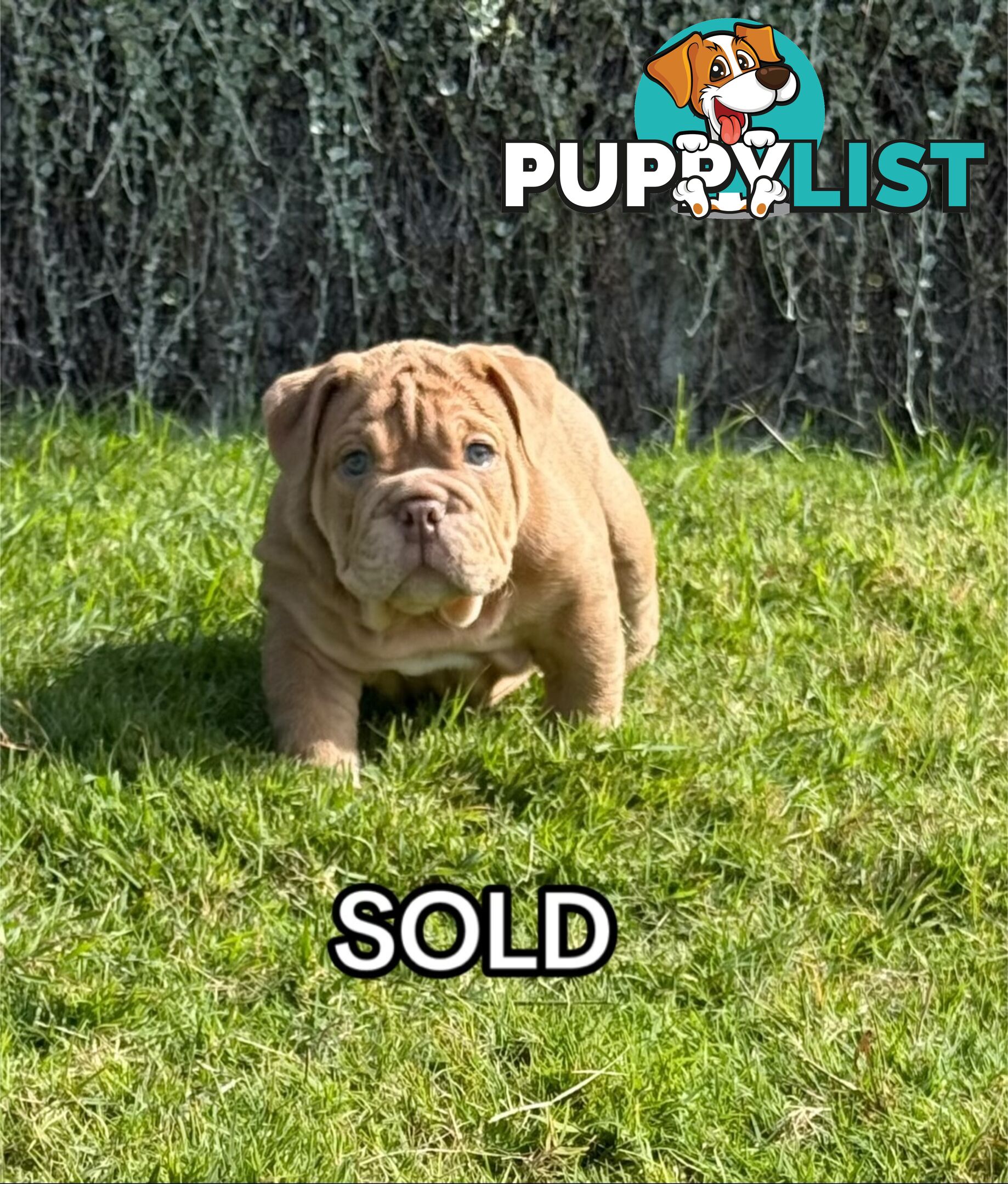 British Bulldog Puppies