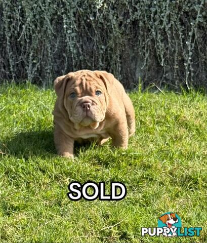 British Bulldog Puppies