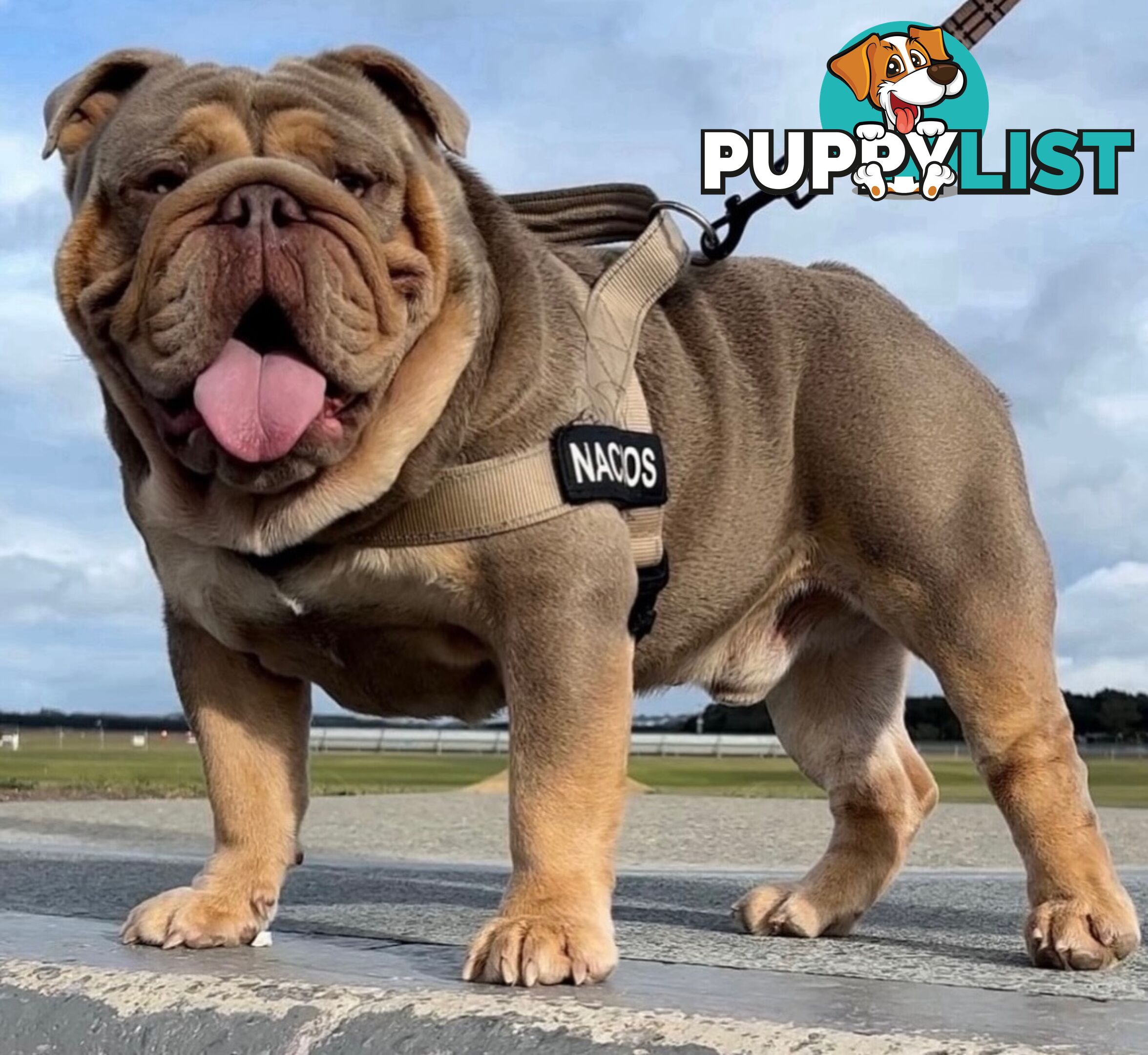 British Bulldog Puppies