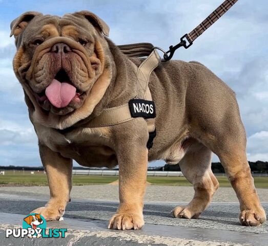 British Bulldog Puppies