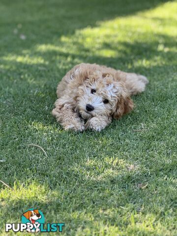 Toy poodle x