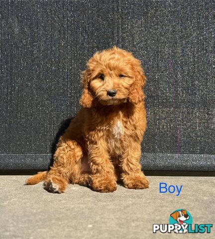 Toy poodle X