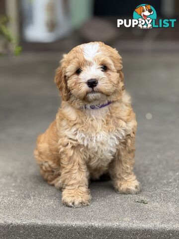 Toy poodle X Bagel