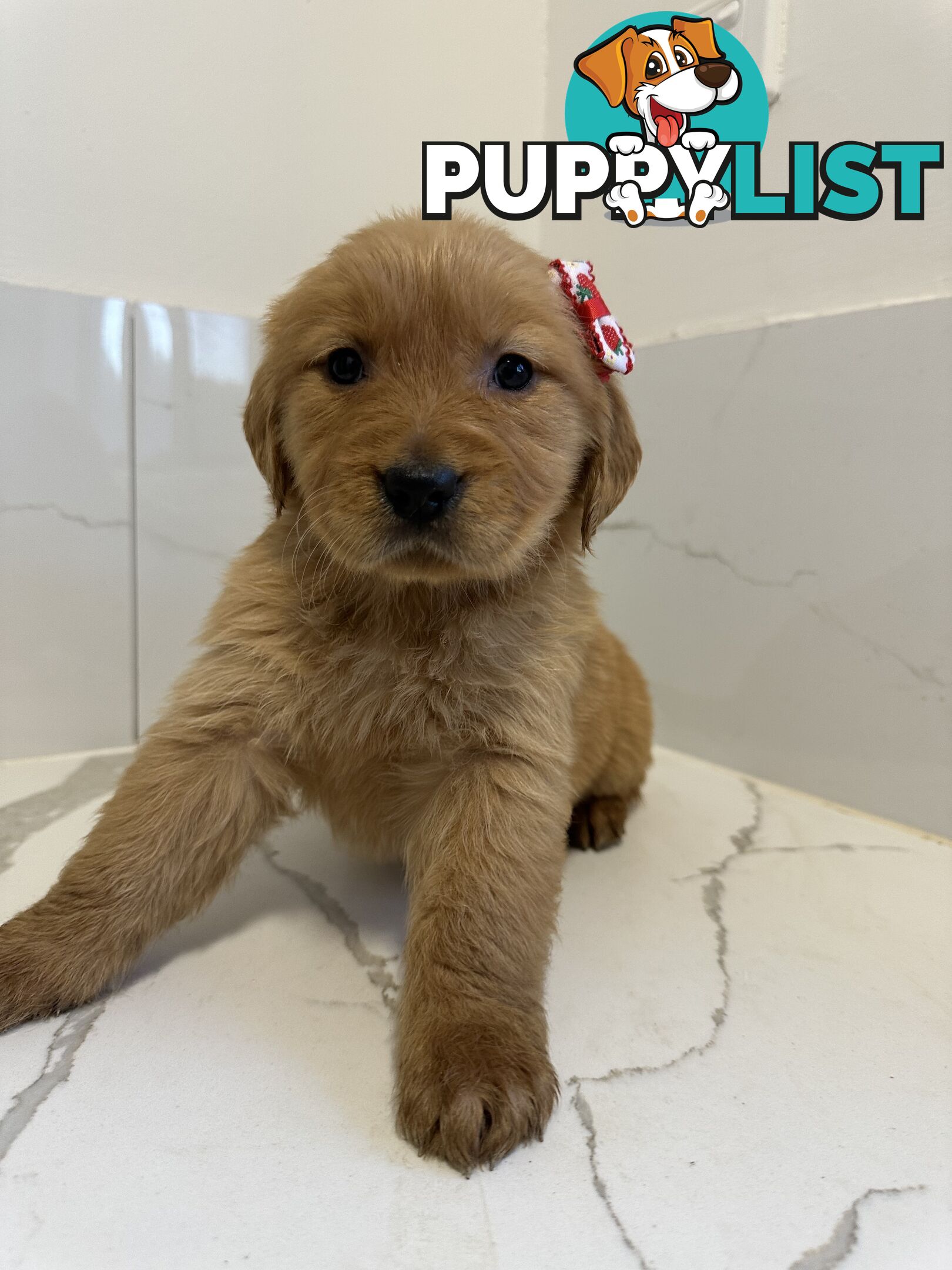 Golden Retriever Puppies for Loving Homes 🐾